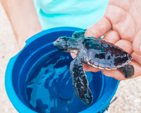 Schildkröten Serangan