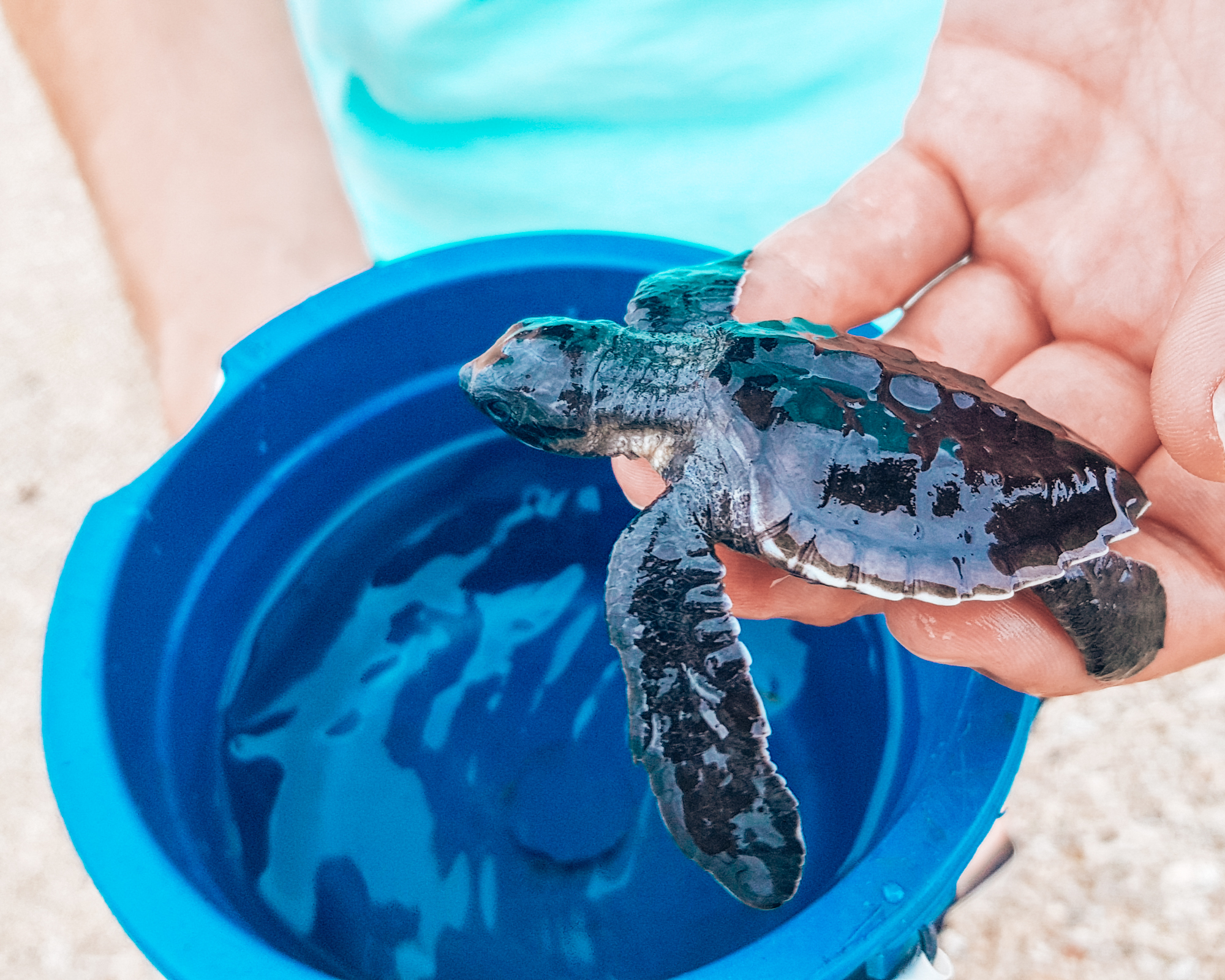 Schildkröten Serangan