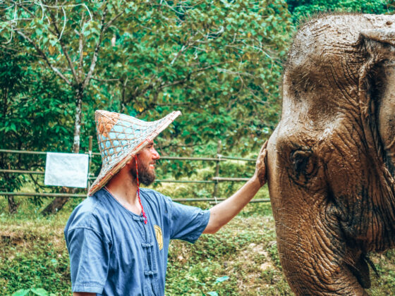 Elephant Care Park in Phang-Nag