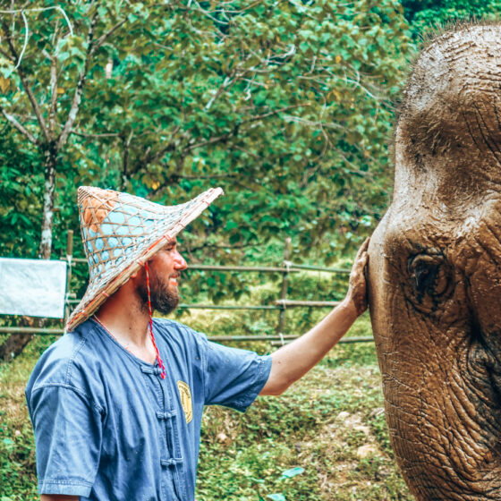 Elephant Care Park in Phang-Nag