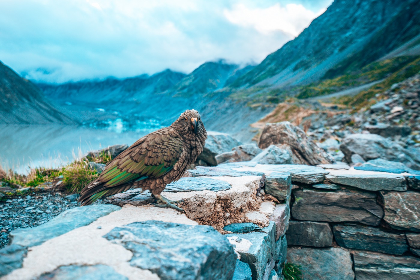 Kea im Mount Cook Nationalpark