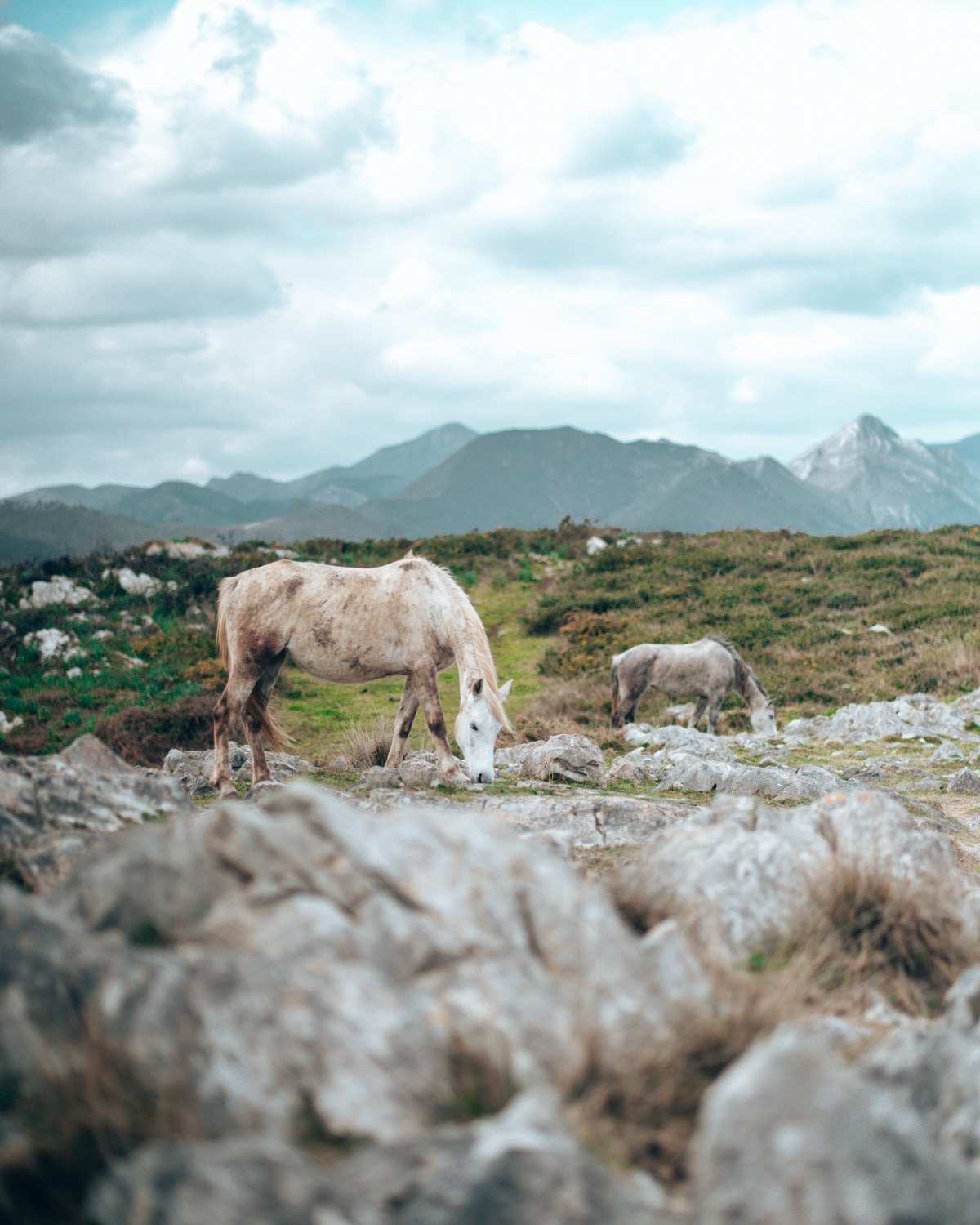 Wildpferde in Nordspanien