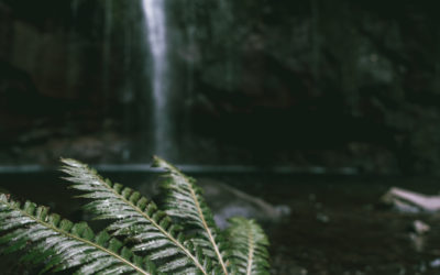 25 Fontes & Risco Wasserfall – Wanderung auf Madeira
